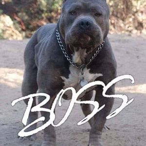 Meet your Posher, Ron